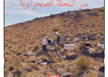 سر النحلة الصحراوية